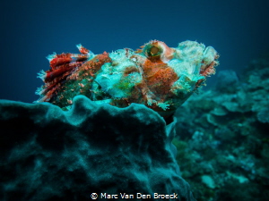 colored Scorpio by Marc Van Den Broeck 